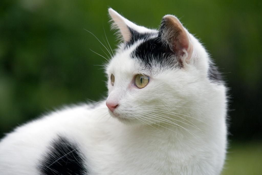 Cattery Sheffield and Chesterfield