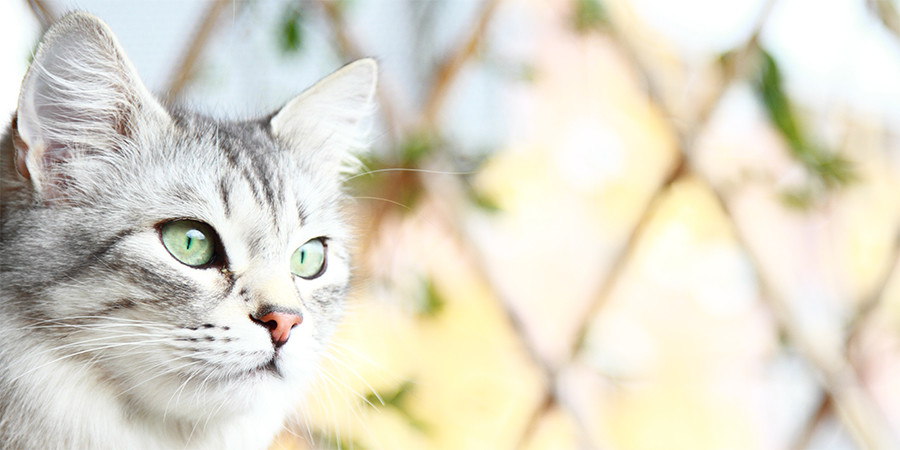 Luxury Cattery in Chesterfield