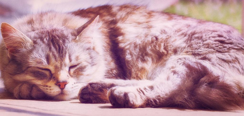 Luxury Cattery in Chesterfield