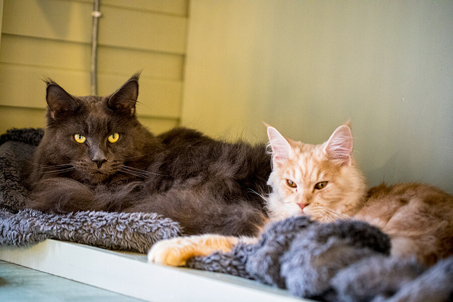 Aristocat Luxury Cattery Sheffield