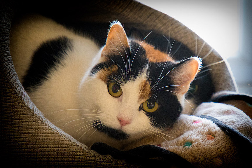 Cattery Near Me