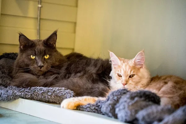 JJs Boarding Cattery Sheffield
